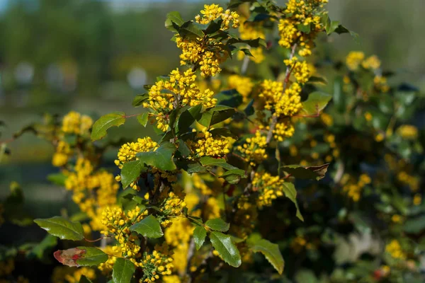 Árbol de miel en flor brillante —  Fotos de Stock