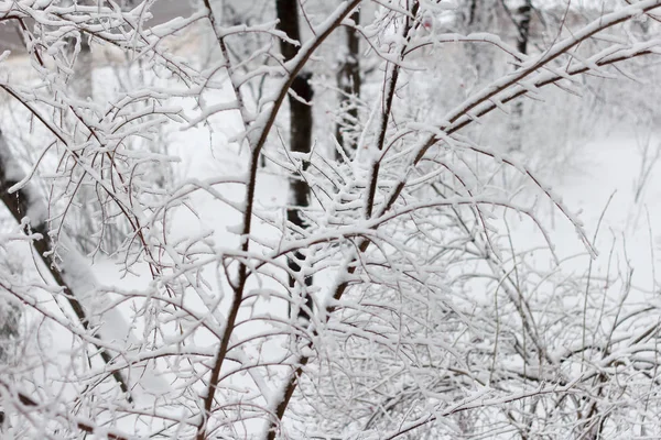 kar fırtınası sırasında karla kaplı ağaç dalları 