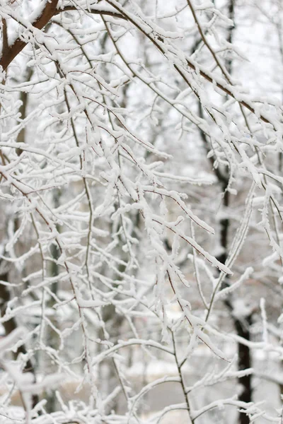 Äste mit weißem Schnee bedeckt — Stockfoto