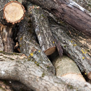 Farklı çaplara sahip taze kesilmiş odun yığınları ve doğal arka planda sert ağaç kabuğu ve yosun. Ormancılık, yakıt ve kereste endüstrisi kavramı