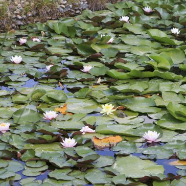 Parlak renkli nilüferler, dingin bir gölette, sık yeşil zambakların arasında çiçek açar. Kurbağalar yakınlarda dinlenir. Doğal ortam huzurlu bir kaçış sunuyor, yemyeşil yapraklara karşı canlı çiçekler sergiliyor.