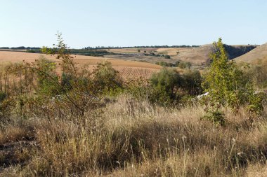 Açık mavi gökyüzünün altındaki yuvarlanan tepelerin ve tarlaların manzarası. Manzara, doğal güzellikleri gözler önüne seren kuru otlar ve dağınık ağaçlara sahiptir.