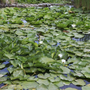 Parlak renkli nilüferler, dingin bir gölette, sık yeşil nilüferlerin arasında çiçek açarlar. Doğal ortam huzurlu bir kaçış sunuyor, yemyeşil yapraklara karşı canlı çiçekler sergiliyor..