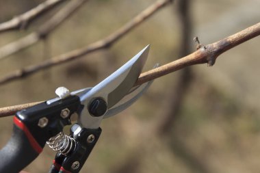 Close-up of pruning shears cutting a dry branch. Tool has a shiny blade and a black handle. Background is blurred, showing a natural setting