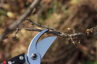Close-up of pruning shears cutting a small branch. Background features blurred foliage, indicating a gardening or landscaping scene