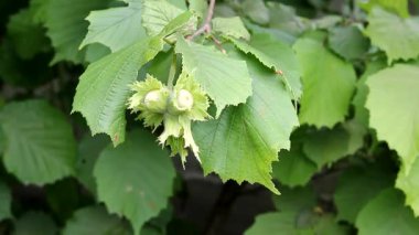Genç tomurcuklarla birlikte yeşil fındık yapraklarının yakın çekimi. Sahne baharın tazeliğini ve doğadaki yeni yaşamın büyümesini yakalar.