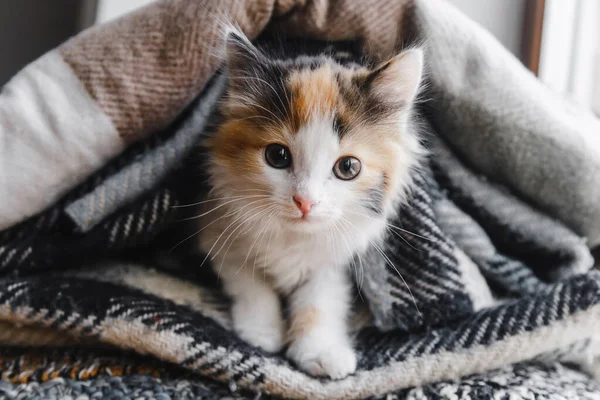 一只可爱的红白相间的小猫躺在柔软的毛毯上 高质量的照片 复制空间 — 图库照片