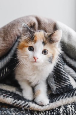 Tatlı kırmızı-beyaz-siyah bir kedi yavrusu yumuşak battaniyeler ya da ekoseler içinde yatar. Yüksek kalite fotoğraf. Kopyalama alanı