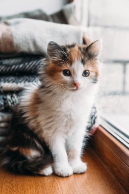 Tatlı kırmızı-beyaz-siyah kedi yavrusu yumuşak battaniyelerle pencerenin yanında oturuyor.