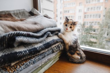 Tatlı kırmızı-beyaz-siyah kedi yavrusu yumuşak battaniyelerle pencerenin yanında oturuyor.