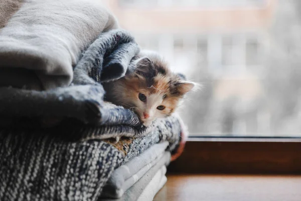 Een Schattig Rood Wit Zwart Katje Ligt Zachte Dekens Plaids — Stockfoto