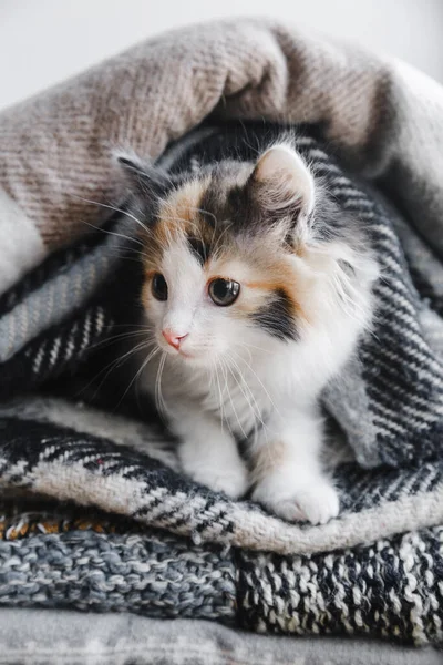 Милый красно-бело-черный котёнок лежит в мягких одеялах или пледах — стоковое фото