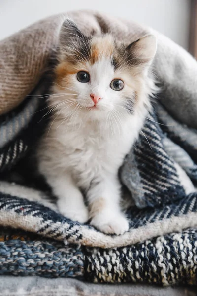 Um gatinho vermelho-branco-preto bonito encontra-se em cobertores macios ou xadrez — Fotografia de Stock