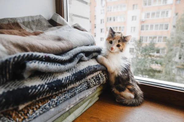 Симпатичный красно-бело-черный котенок сидит у окна с мягкими одеялами — стоковое фото
