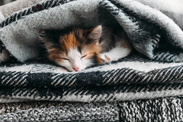 Leuke rood-wit-zwarte kitten slaapt in zachte dekens of dekens — Stockfoto