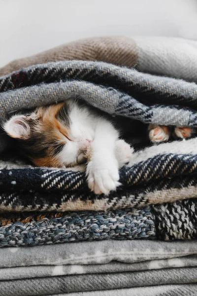 Leuke rood-wit-zwarte kitten slaapt in zachte dekens of dekens — Stockfoto