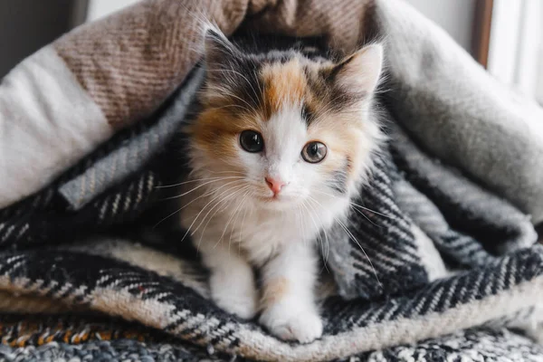 Tatlı kırmızı-beyaz-siyah bir kedi yavrusu yumuşak battaniyeler veya ekoseler içinde yatar. — Stok fotoğraf