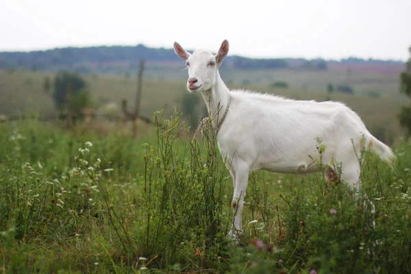 Geit Het Veld — Stockfoto