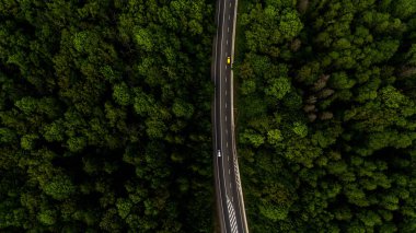 Yol arteri ormanın içinden geçiyor.
