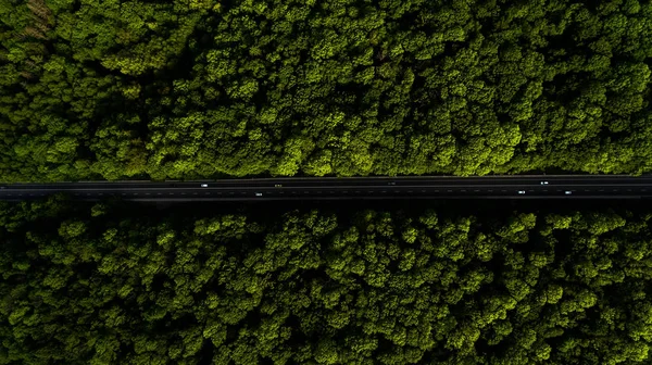 Yol arteri ormanın içinden geçiyor.
