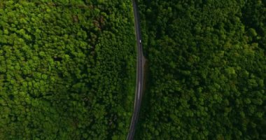 Eski iki şerit üzerinde uçan hava manzarası iki şeritli orman yolunda yeşil sık ağaçlardan oluşan yeşil ağaçları hareket ettiriyordu. Orman yolu boyunca araba sürüyor. Çam ormanından geçen bir araba..