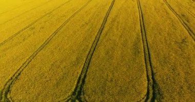 İlkbahar gününde bahar kolza çiçek alanı çiçeklenme güzel sarı kolza çiçekler alan üzerinde havadan görünüm, güzel bahar manzara 4k drone görüntüleri