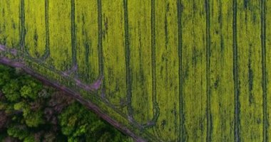 İlkbahar gününde bahar kolza çiçek alanı çiçeklenme güzel sarı kolza çiçekler alan üzerinde havadan görünüm, güzel bahar manzara 4k drone görüntüleri