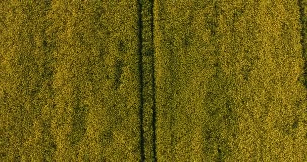 Vista Aérea Sobre Campo Flores Colza Primavera Que Florece Hermoso — Vídeo de stock