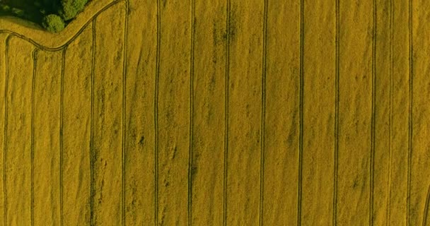 空中看春天油菜籽花田在春日绽放美丽的黄色油菜籽花田 美丽的春天风景4K 无人机画面 — 图库视频影像