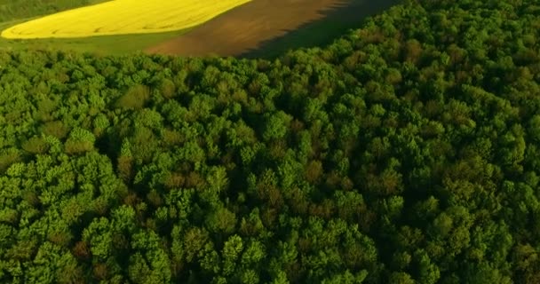 Aérea Acima Vista Primavera Colza Campo Flores Florescendo Bonito Amarelo — Vídeo de Stock