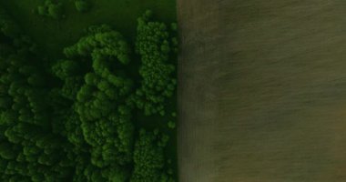 İlkbahar gününde bahar kolza çiçek alanı çiçeklenme güzel sarı kolza çiçekler alan üzerinde havadan görünüm, güzel bahar manzara 4k drone görüntüleri