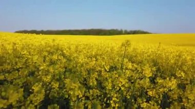 İlkbahar gününde bahar kolza çiçek alanı çiçeklenme güzel sarı kolza çiçekler alan üzerinde havadan görünüm, güzel bahar manzara 4k drone görüntüleri
