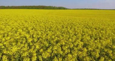 İlkbahar gününde bahar kolza çiçek alanı çiçeklenme güzel sarı kolza çiçekler alan üzerinde havadan görünüm, güzel bahar manzara 4k drone görüntüleri