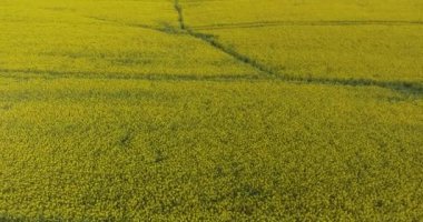 İlkbahar gününde bahar kolza çiçek alanı çiçeklenme güzel sarı kolza çiçekler alan üzerinde havadan görünüm, güzel bahar manzara 4k drone görüntüleri