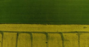 İlkbahar gününde bahar kolza çiçek alanı çiçeklenme güzel sarı kolza çiçekler alan üzerinde havadan görünüm, güzel bahar manzara 4k drone görüntüleri