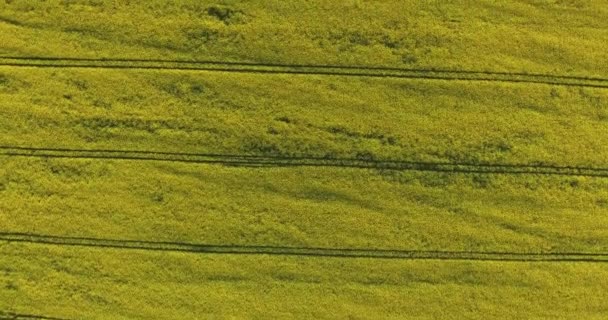 Vista Aérea Sobre Campo Flores Colza Primavera Que Florece Hermoso — Vídeos de Stock