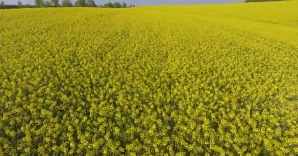 Antenn Över Utsikt Över Våren Rapsolja Blomma Fält Blommande Vackra — Stockvideo