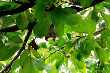 Kırmızı kiraz yiyen bir ağaçüzerinde sincap