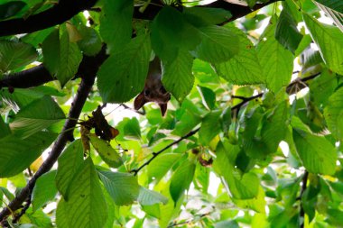 Kırmızı kiraz yiyen bir ağaçüzerinde sincap