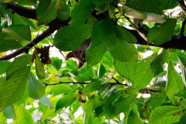 Kırmızı kiraz yiyen bir ağaçüzerinde sincap