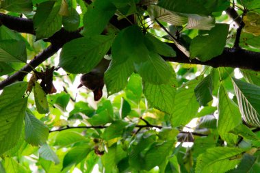 Kırmızı kiraz yiyen bir ağaçüzerinde sincap