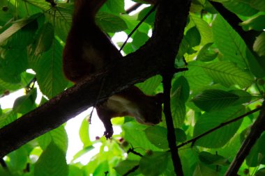 Kırmızı kiraz yiyen bir ağaçüzerinde sincap