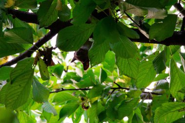 Kırmızı kiraz yiyen bir ağaçüzerinde sincap
