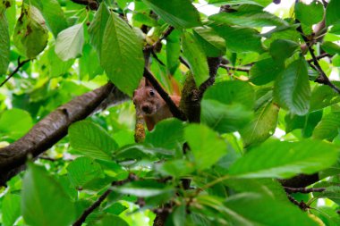 Kırmızı kiraz yiyen bir ağaçüzerinde sincap