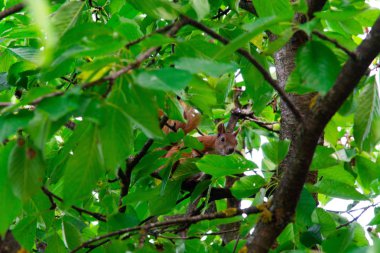 Kırmızı kiraz yiyen bir ağaçüzerinde sincap