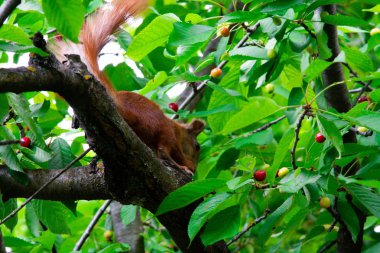 Kırmızı kiraz yiyen bir ağaçüzerinde sincap