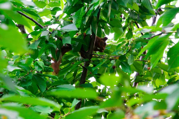 Esquilo em uma árvore comendo cereja vermelha — Fotografia de Stock