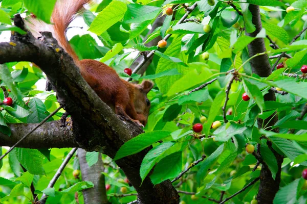 Squirrel on a tree eating red cherry