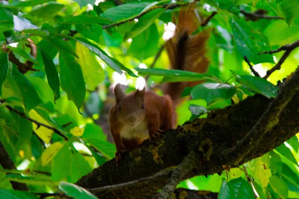 Squirrel on a tree eating red cherry