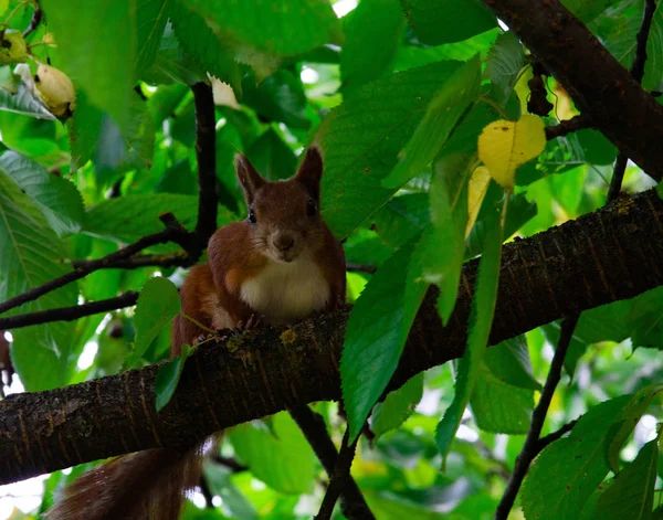 Squirrel on a tree eating red cherry